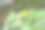 小黄花紫菜与绿叶背景。ฺ曼谷,泰国。图片下载