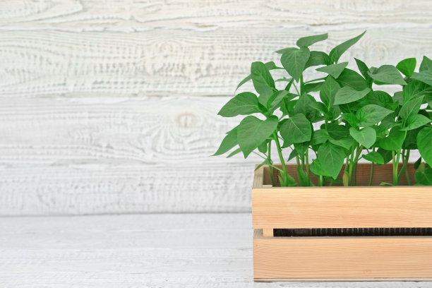 木制苗木箱。装有许多辣椒幼苗的木箱。有机农业和春季园艺概念。植物苗圃。园艺、栽培、农业。健康营养有机蔬菜图片下载