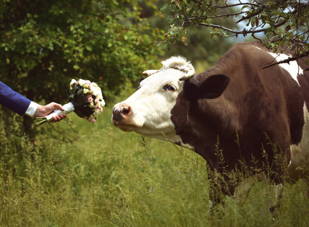 婚礼花束和牧场上的奶牛图片下载