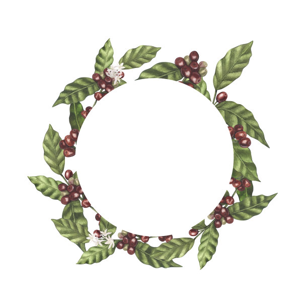 红色阿拉比卡咖啡豆在树枝上与浆果的水彩圈。手绘插图孤立在白色背景。完美的食品菜单，标签，横幅，传单，宣传册模板。图片下载