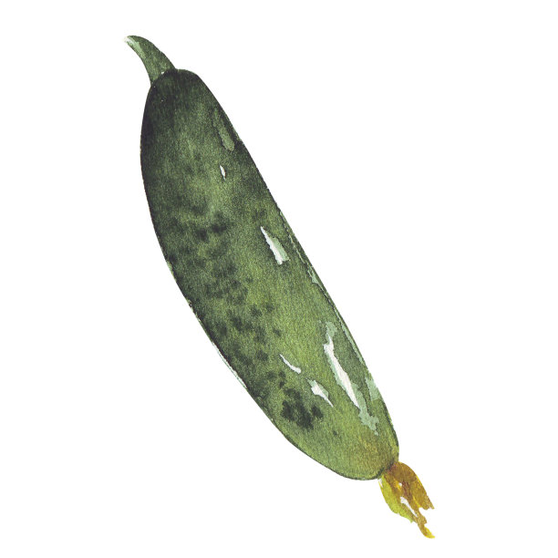 黄瓜在白色背景上手绘水彩画。图片下载