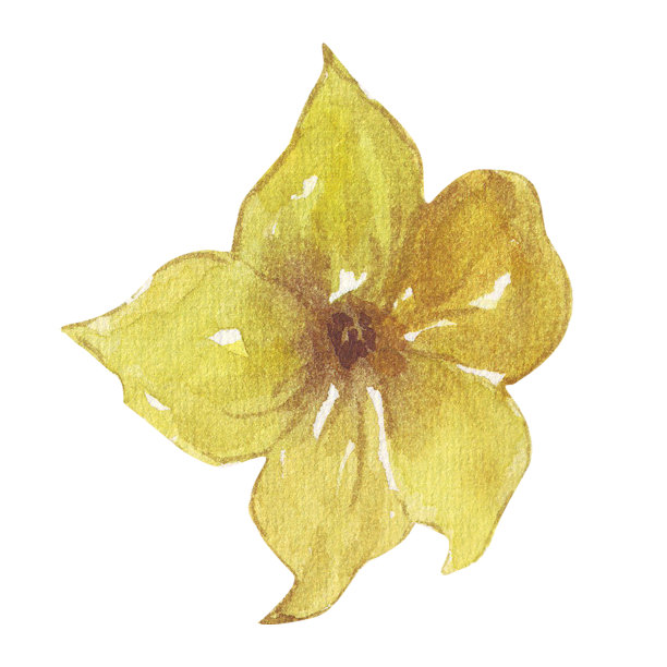 黄瓜橙花水彩插图孤立的白色背景。图片下载