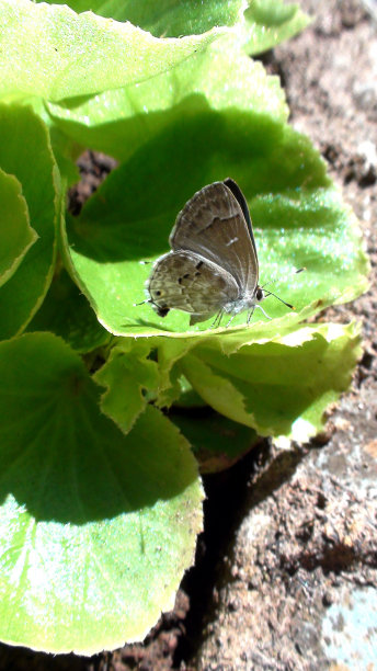 昆虫蝴蝶图片下载