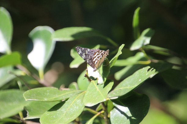 昆虫蝴蝶图片下载