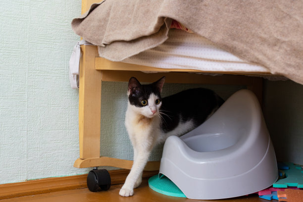 黑白小猫和婴儿马桶图片下载