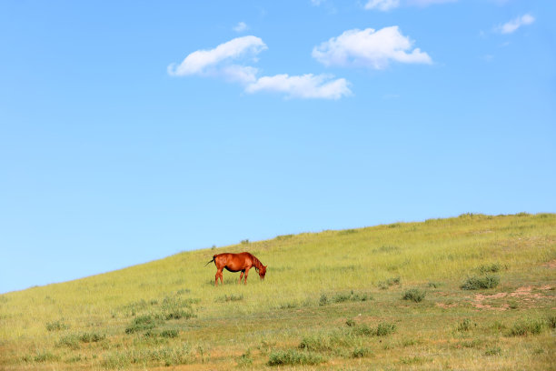 草原上的马图片下载
