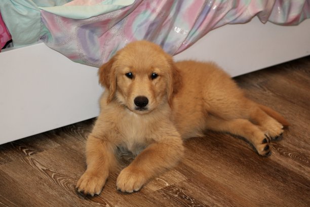 静息金毛猎犬图片下载