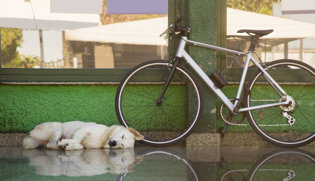 一只快乐的白狗靠着一堵绿色的墙甜甜地睡在一辆自行车旁边图片下载