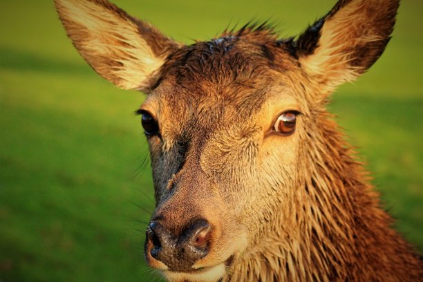 马鹿放牧图片下载