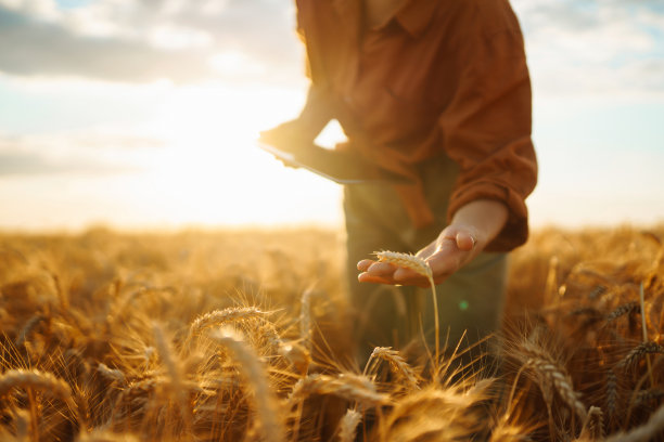 聪明的农场。农民用互联网查看麦田进度，手持平板电脑。图片下载