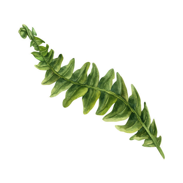 绿色蕨类树枝的水彩插图与树叶的婚礼，生日，贺卡，菜单，横幅，边界，贴纸。元素被隔离在白色背景上。图片下载