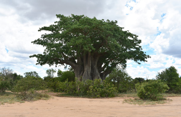 非洲猴面包树，位于南非克鲁格国家公园北部图片下载