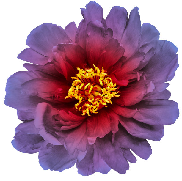 牡丹花在白色孤立的背景与剪辑路径。特写镜头。为设计。大自然。图片下载