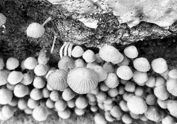 传统的小蘑菇在地面上独特的黑白照片图片下载