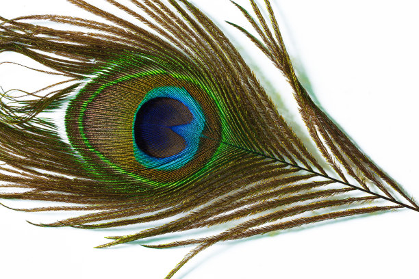 孔雀羽隔离白底，孔雀羽隔离在白底上图片下载