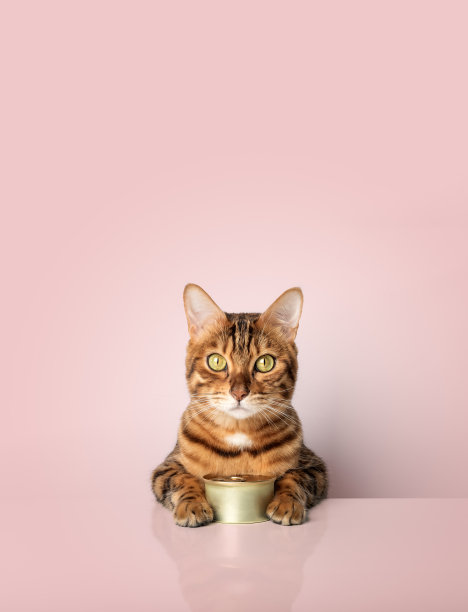 彩色背景上放着一罐罐头食品的孟加拉猫图片下载