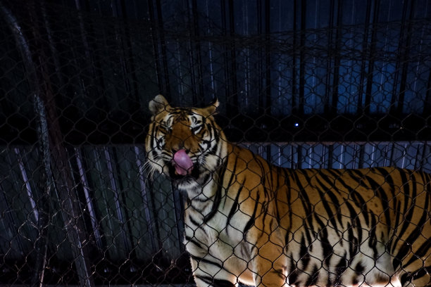 老虎下午在圈地里走动的选择性聚焦。图片下载