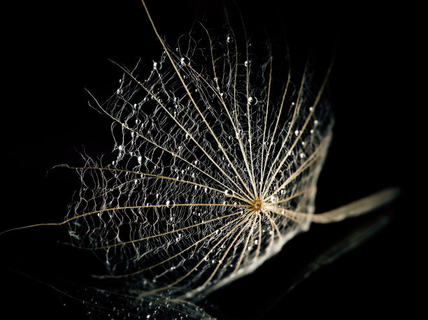 大蒲公英伞的微距摄影，黑色背景上有水滴图片下载