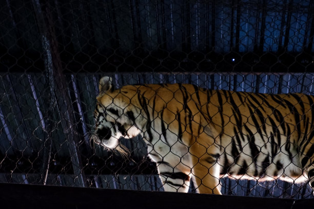 老虎下午在圈地里走动的选择性聚焦。图片下载