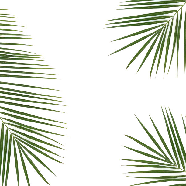 枣棕榈叶抽象背景框架图片下载