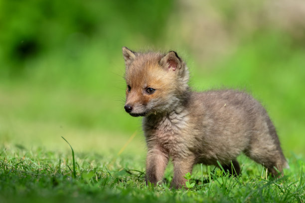 红狐幼崽特写图片下载