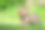 红狐幼崽特写图片下载