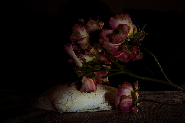 黑色背景的烂玫瑰图片下载