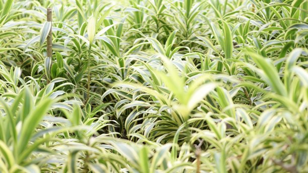 俗名蛇草，植物学名sensevieria trifasciata，科名天门冬科图片下载