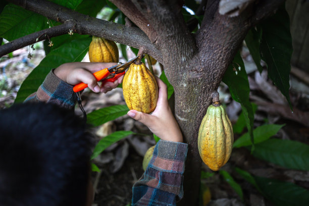 可可种植者使用剪枝剪从可可树上剪下可可荚或成熟的黄可可。收获农业可可产业生产。图片下载