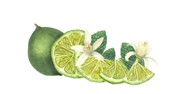 各种成熟的酸橙片，绿薄荷叶，柑桔花孤立在白色的背景。植物插图卡片设计，菜单，庆典设计，鸡尾酒会，传单，印刷品图片下载