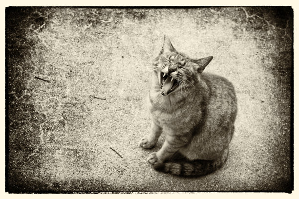 打哈欠的猫形象，棕褐色图片下载