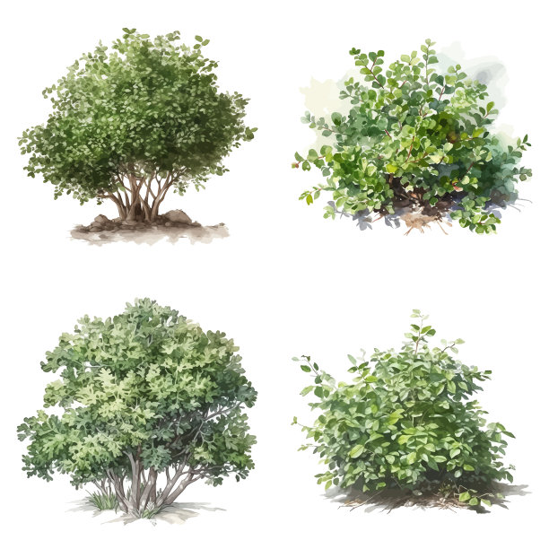 灌木的详细水彩元素图片下载