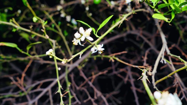 紫金娘科的白花和花蕾的近照。柠檬香叶图片下载
