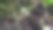 紫金娘科的白花和花蕾的近照。柠檬香叶图片下载