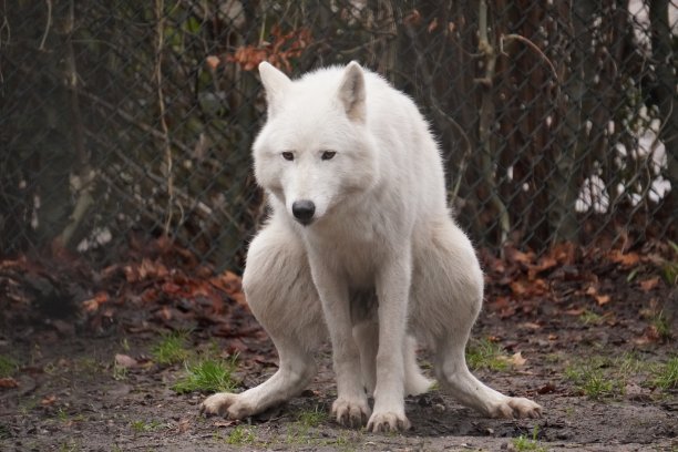 阿姆斯特丹动物园里正在拉屎的白狼图片下载