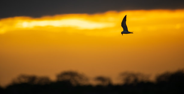 燕鸥鸟在飞行剪影照片对橙色戏剧性的云在背景。图片下载