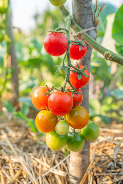 圣女果在阳光下在花园里成熟。生态蔬菜垂直照片图片下载