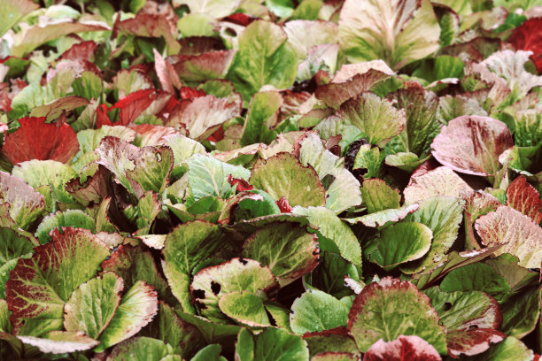 郁郁葱葱的秋色植物，雨后湿草，抽象的自然背景，美丽唯美的自然图案秋季风景照片，装饰绿红草纹理近距离，选择性强图片下载