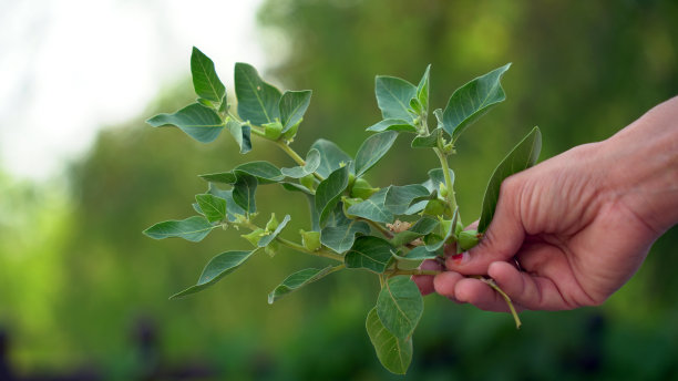 Withania somnifera植物被称为Ashwagandha。印度人参草药，毒醋栗，或冬樱桃。图片下载