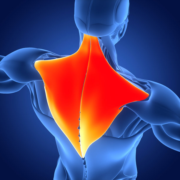 人体肌肉系统躯干肌肉斜方肌解剖图片下载