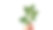 Withania somnifera植物被称为Ashwagandha。印度人参草药，毒醋栗，或冬樱桃。图片下载