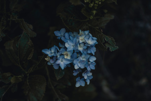 蓝色绣球花图片下载