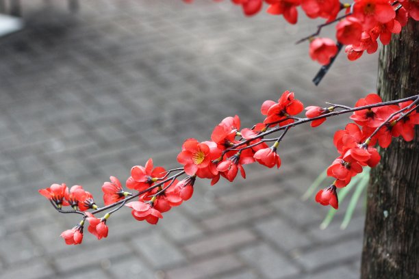 美丽的红色樱花。假花。红色的花。图片下载