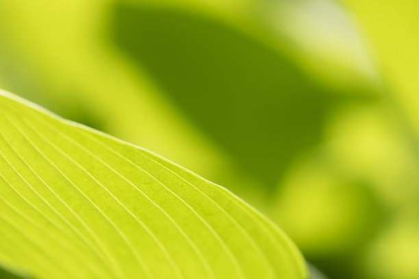 玉簪属草本植物longipes图片下载