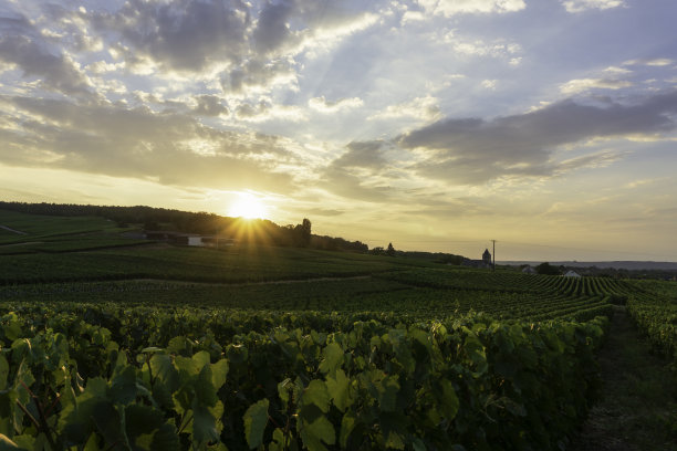 在兰斯山的香槟葡萄园里种植葡萄。图片下载