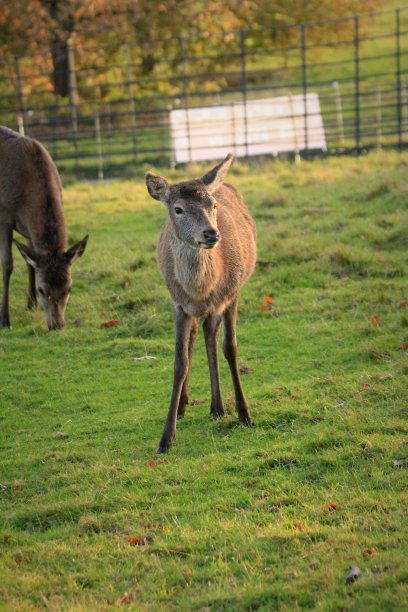 马鹿放牧图片下载
