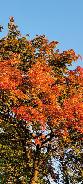 秋叶上的日出(2)图片下载