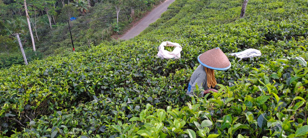 一位戴着竹帽的老妇人正在采摘茶叶图片下载