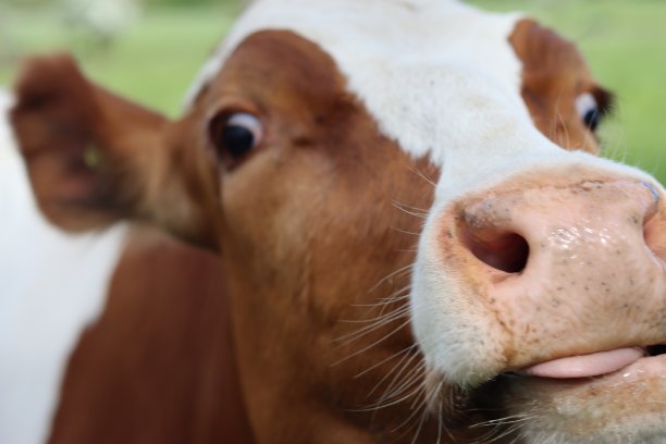 这是一头棕白相间的奶牛的头部特写，枪口对着镜头图片下载