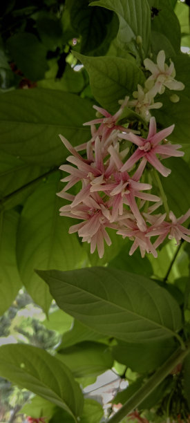 荷兰茉莉植物图片下载